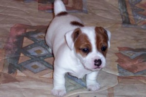 Jack Russell Terrier puppies for adoption