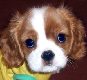 happy Cavalier King Charles Spaniel puppies