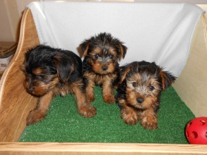 Tiny tcup yorkie puppies!!! silky and adorable ready to go now!!!