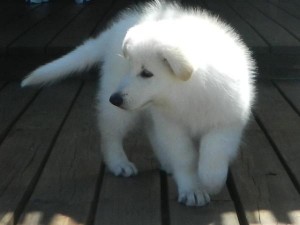 FREEADOPTION White Shepherds