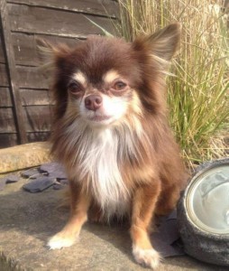 *AKC Reg* Chocolate Tri Longhair Chihuahua Stud