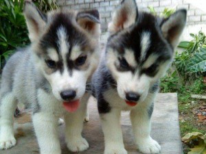 Both male and female Siberian Husky.