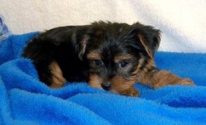 Pure Breed Tessy and Carl . Charming Yorkie Babies