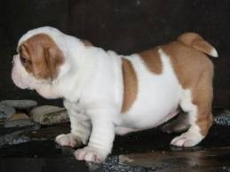 perfectly excellent english bulldog ready for a new home