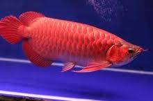 Super Red and 24k Golden Arowana Available Now