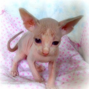 socailized sphynx  for adoption