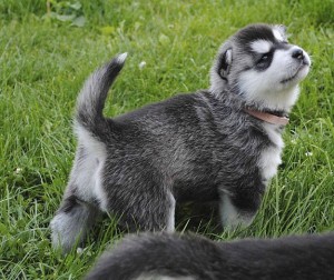 Cute Male and Female Siberian Husky Puppies