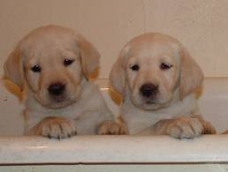 adorable lab retrievers for adoption