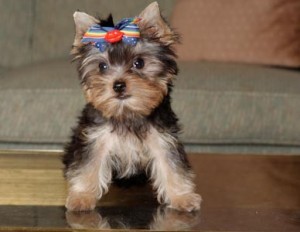 AKC adorable yorkie puppy teacup