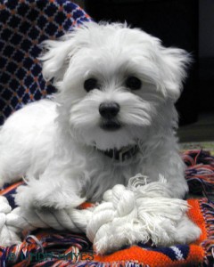 Well Trained Teacup Maltese Puppies For Adoption