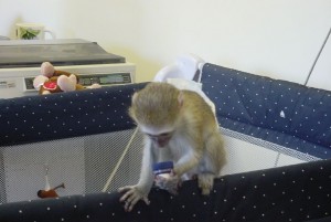 male and female capuchin monkeys for rehoming