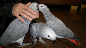 Cute and Gorgeous hand raised male and female Congo African Grey parrots for Adoption.