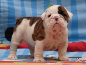 MALE AND FEMALE BEAUTIFUL ENGLISH BULLDOG PUPPIES FOR ADOPTION.