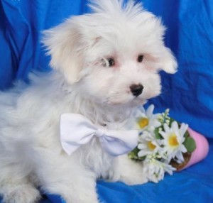 CUTE AND ADORABLE MALTESE PUPPIES