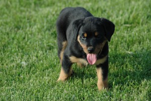 Universal star lighting Rottweiler Puppies For Free Adoption