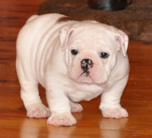 Adorable English Bulldog Puppies Ready For free Adoption - We Ship Or Pick Up At Our Home