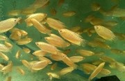 Fresh water fish: Gold Gourami