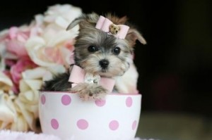 Trained Male And Female Tea Cup Yorkie Puppies For Sale Now Ready To Go Home.