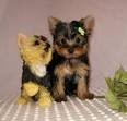 amazing male and female yorkies for adoption now!!!