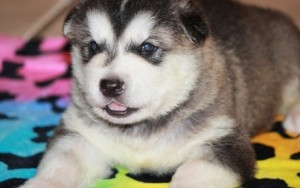 Alaskan Malamute puppies for adoption