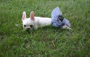 Gorgeous Frug French bulldog x Pug girls