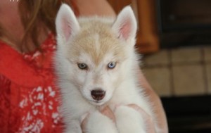 beautiful siberian husky pups