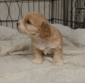 gold cockapoo babies