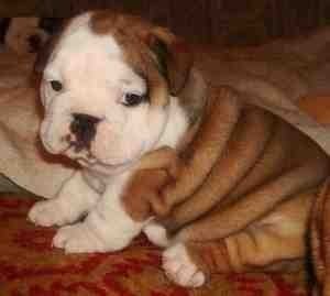 GORGEOUS AND ADORABLE ENGLISH BULLDOG PUPPIES FOR FREE ADOPTION