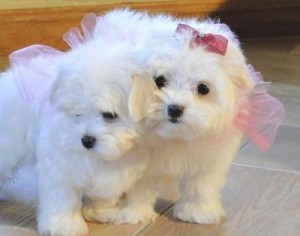 free charming male and female maltese puppies