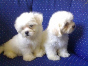 Two Lovely Maltese Puppies For Free Adoption