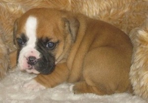 AKC English Bulldog puppies for adoption