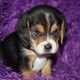 affectionate beagle puppy for (free) adoption