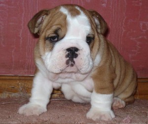 GORGEOUS AND ADORABLE ENGLISH BULLDOG PUPPIES FOR FREE ADOPTION