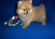 GOODING LOOKING POMERANIAN PUPPIES FOR RE-HOMING