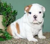 lovely and charming English Bulldog  puppies looking for re homing