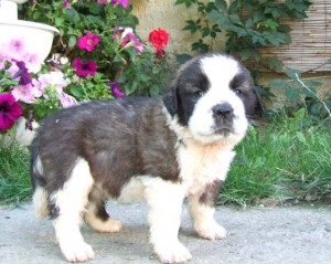 adorable and lovely saint bernard puppies