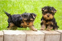 MALE AND FEMALE YORKIE AVAILABLE NOW