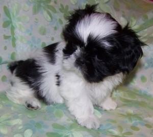 Affectionate shih tzu puppies, male and female