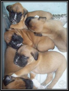 We have Lovely boxer puppies Ready For their new homes