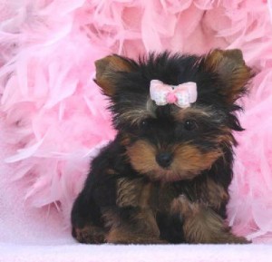 Children love yorkshire terrier puppies