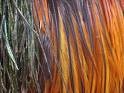 high quality colorful grizzly rooster feathers for sale