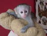 CUTE CAPUCHIN MONKEYS FOR ADOPTION