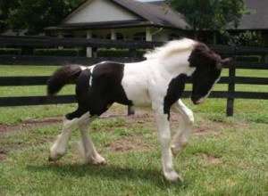 Horses. Gypsy Vanner, Mare and gelding  for adoption