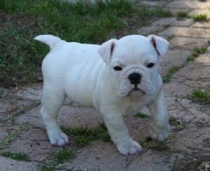 AKC mal le and female english bulldog puppy -Champion lines - naturabred &amp; born they are up and ready for adoption now