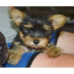 Nice looking and very healthy  super cute Yorkie  puppies now