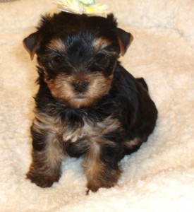 Free yorkie puppies for caring homes