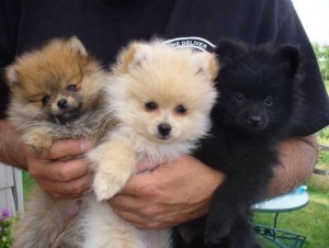 Charming Pomeranian puppies available for good homes