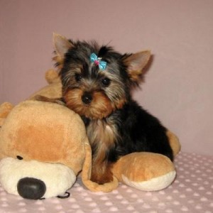 Cute Akc Yorkshire Terrier Puppy For Adoption.