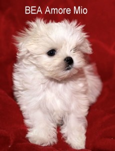 Top Quality Maltese puppies for adoption.