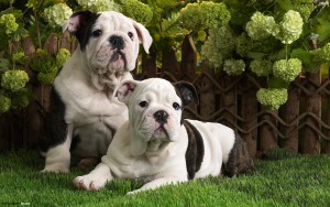 CHARMING AKC REGISTERED ENGLISH BULLDOG PUPPIES AVAILABLE